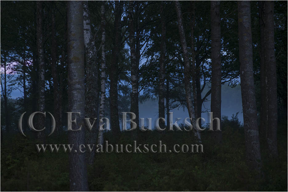 Nattdimma - foto av Eva Bucksch
